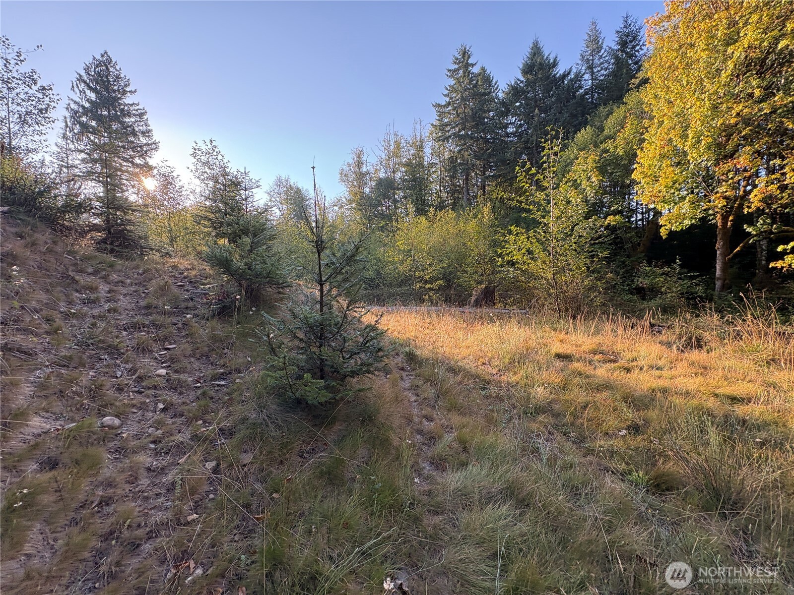 -nka Frank Smith Road Toutle, WA 98649 - Photo 8 of 19 Gallery Image 8
