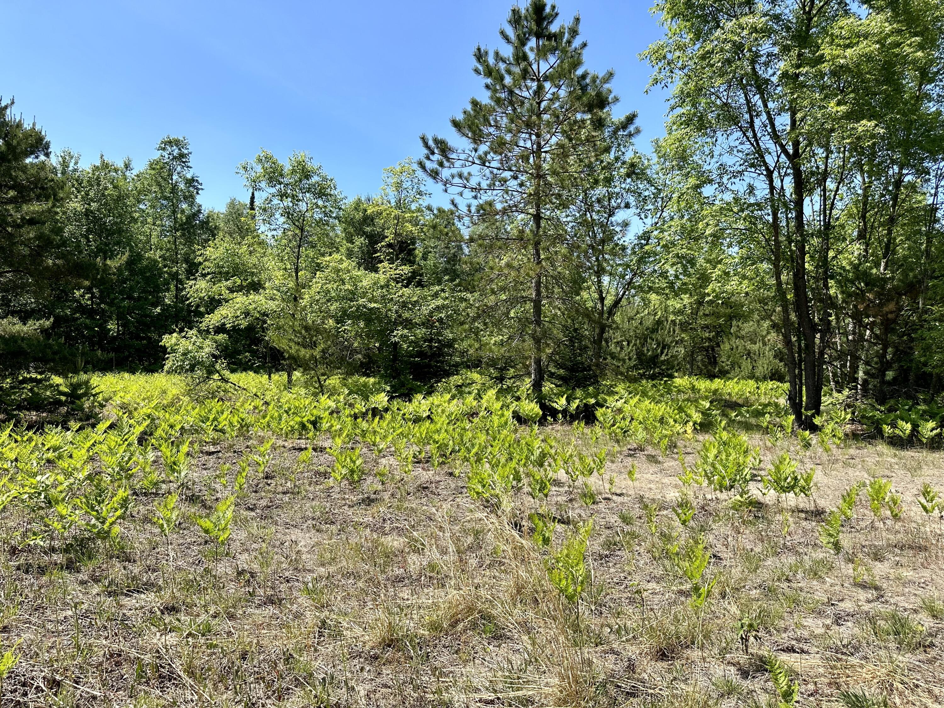 13151 Potter Road Bear Lake, MI 49614 - Photo 46 of 57 46