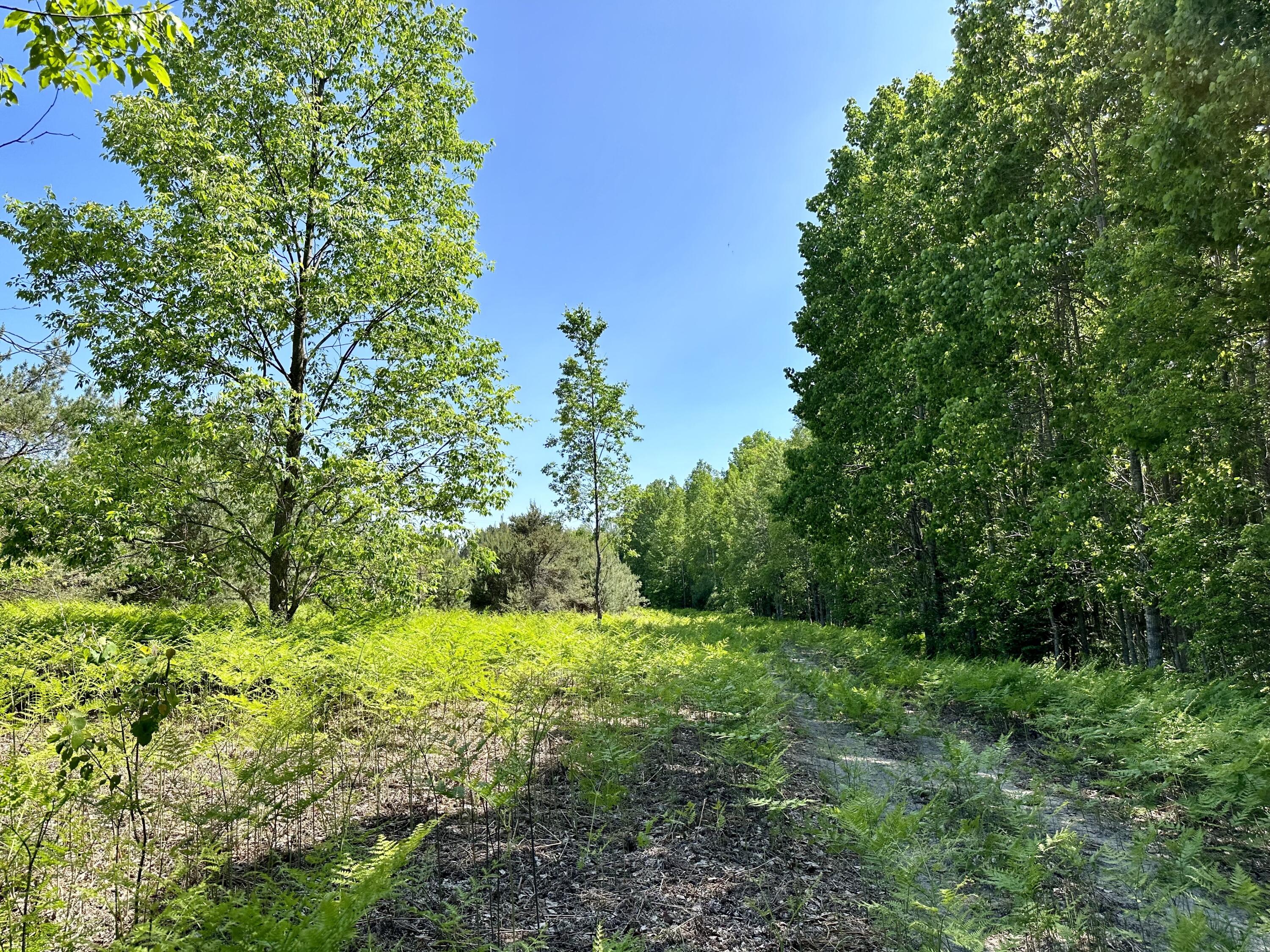 13151 Potter Road Bear Lake, MI 49614 - Photo 48 of 57 48