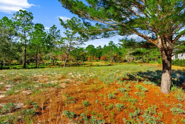 a view of a field with a tree