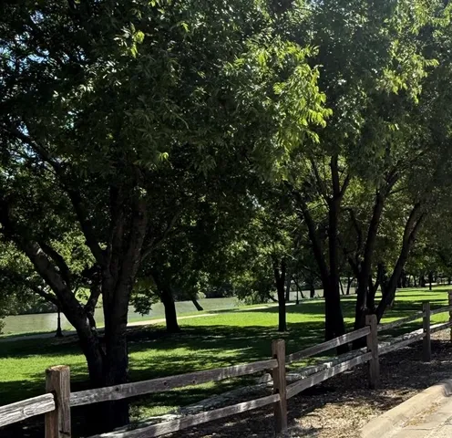 a view of a park with large trees