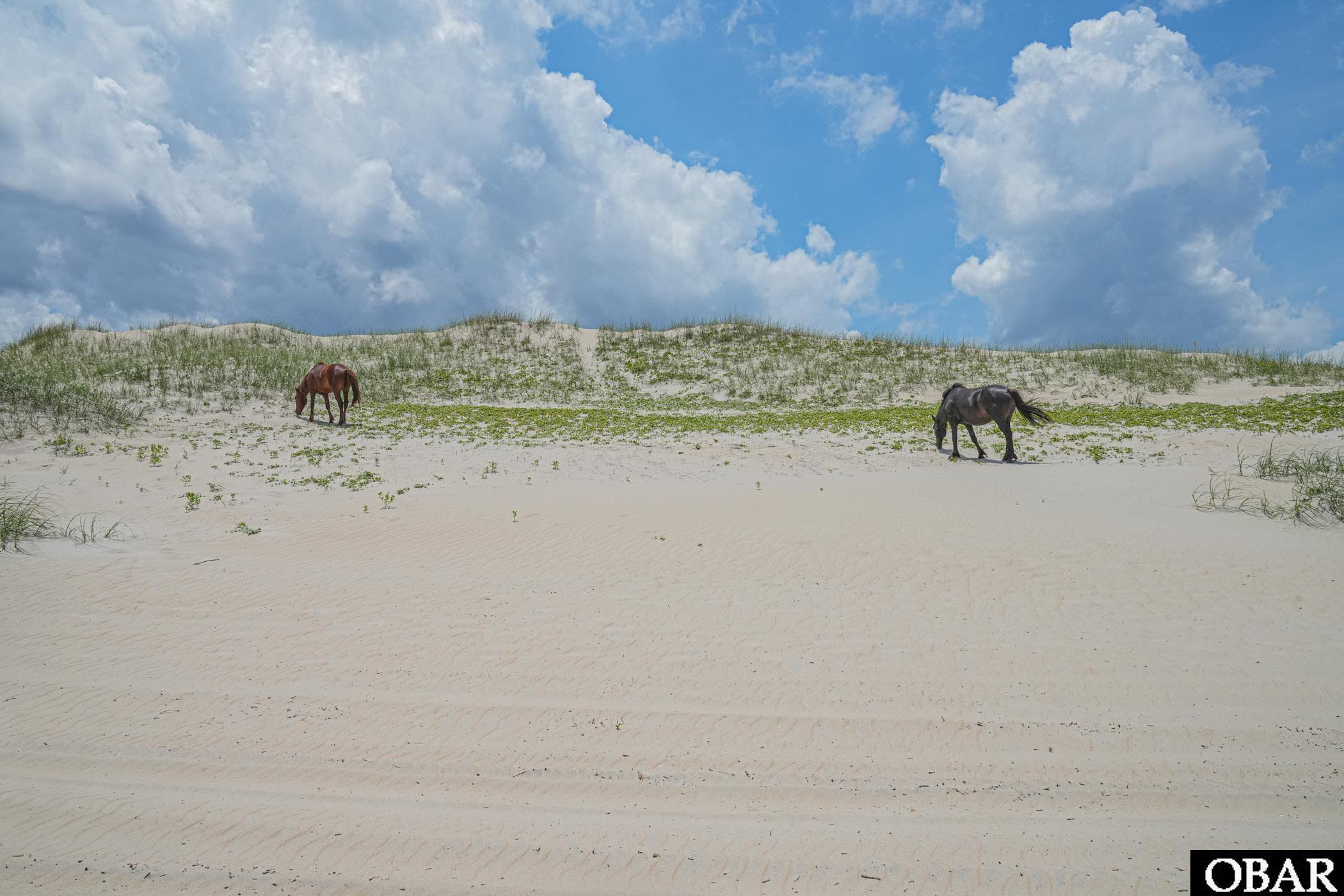 2245 Ocean Pearl Road Corolla, NC 27927 - Photo 12 of 13