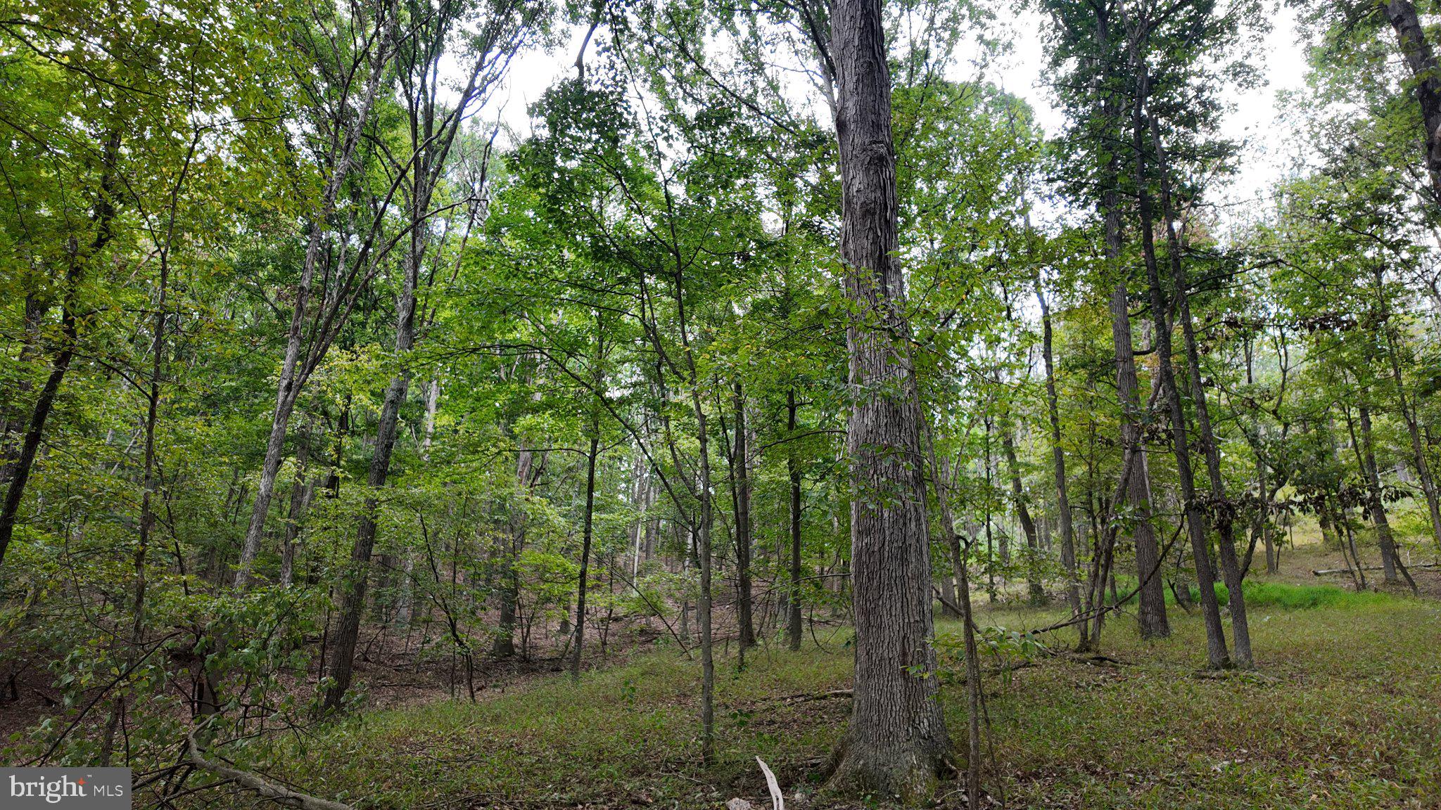 29-acres 29-acres Gaither Road Great Cacapon, WV 25422 - Photo 17 of 45 Gallery Image 17