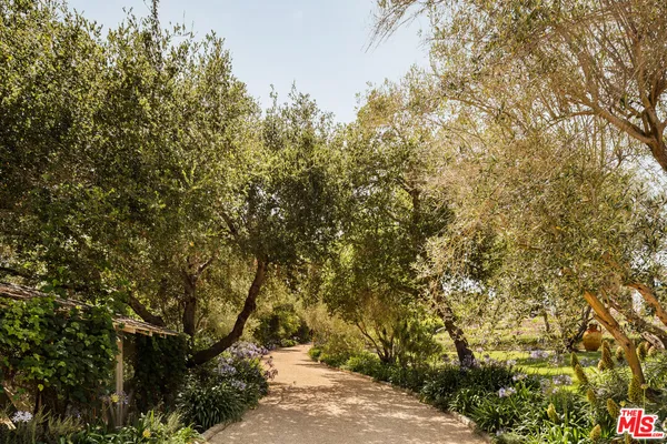 a view of a yard with plants and trees