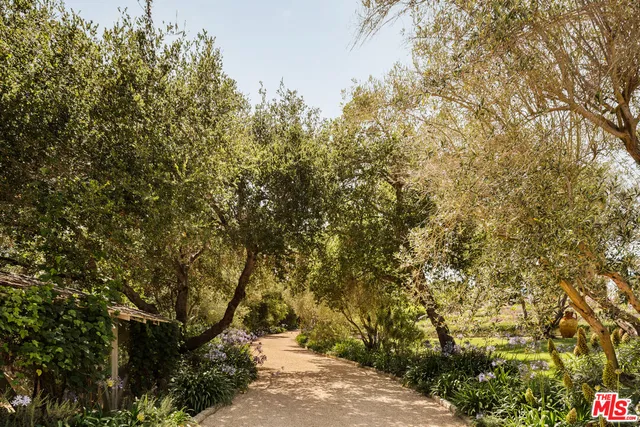 a view of a yard with plants and trees