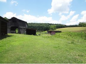 4445 Island Road Bristol, TN 37620 - Photo 8 of 22 gorgeous fenced acreage