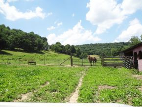 4445 Island Road Bristol, TN 37620 - Photo 10 of 22 pasture to right