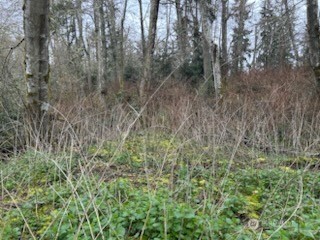 0 Ewing Clinton, WA 98236 - Photo 15 of 17 a view of a lush green forest with large trees