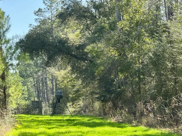 a view of a yard with large trees