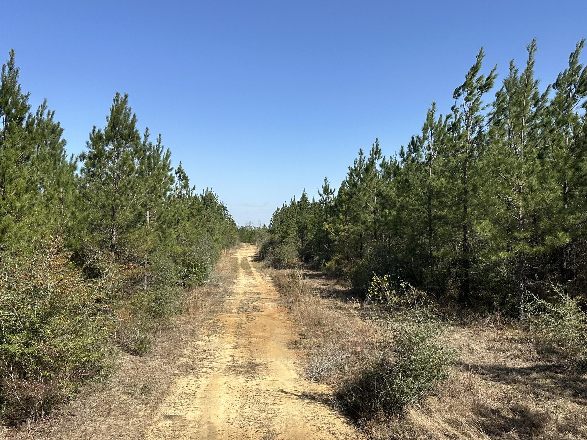 Tract#6416 South Douglas Ferry Road Caryville, FL 32427 - Photo 6 of 14 a view of outdoor space and trees