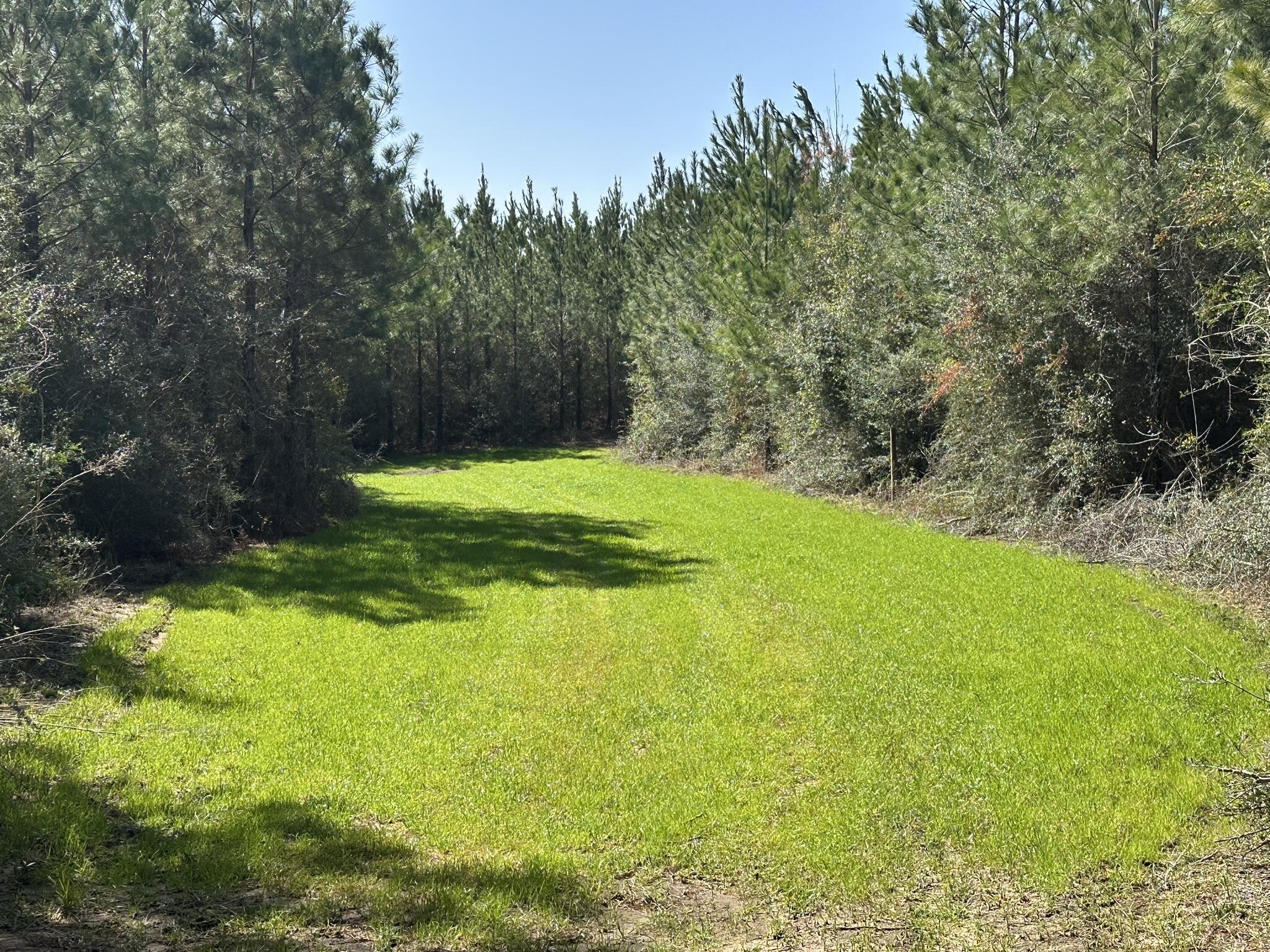 Tract#6416 South Douglas Ferry Road Caryville, FL 32427 - Photo 8 of 14 a view of a trees with a yard
