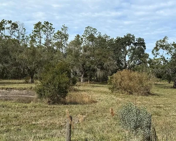 a view of dirt yard with a large tree