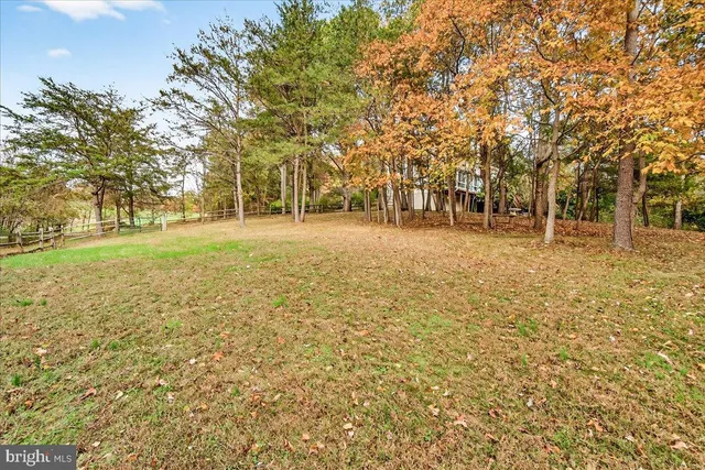 a view of a tree in a garden
