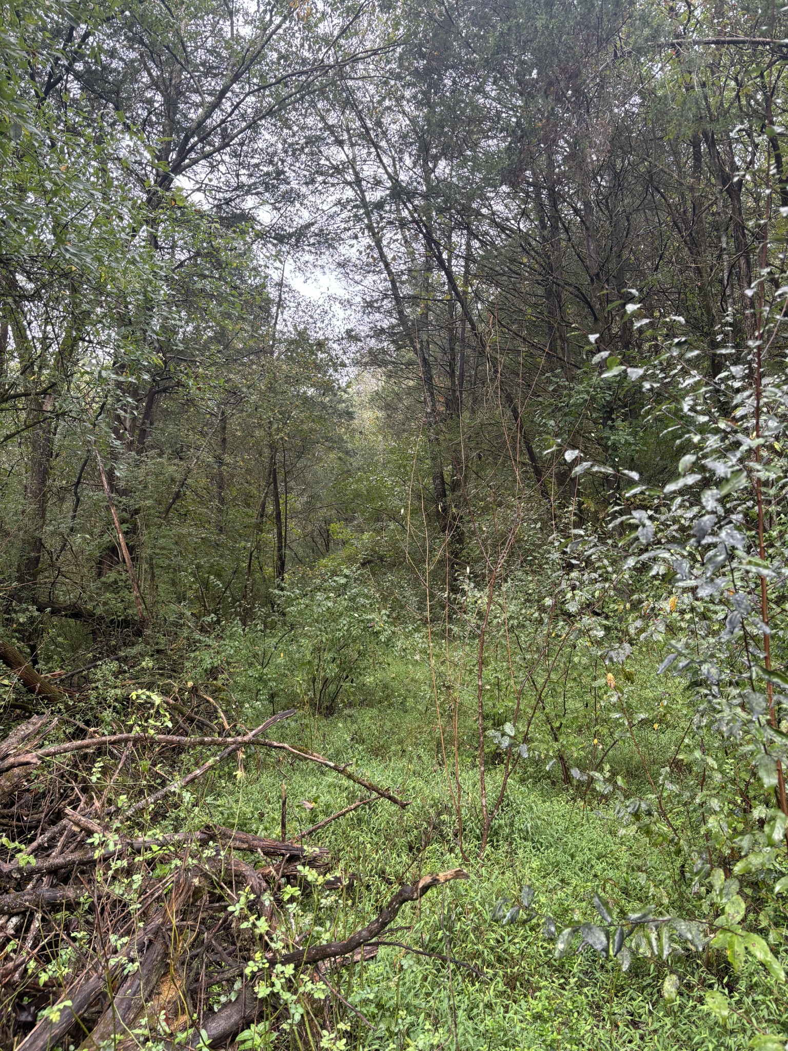 0 Gipson Hollow Road Gainesboro, TN 38562 - Photo 3 of 9 a view of a green field