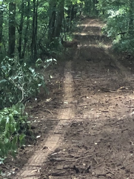 0 Gipson Hollow Road Gainesboro, TN 38562 - Photo 9 of 9 a picture of a tree
