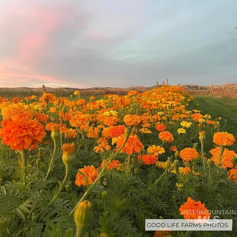 $3,800,000 | 5600 West Beacon Light Road, Eagle, ID 83616