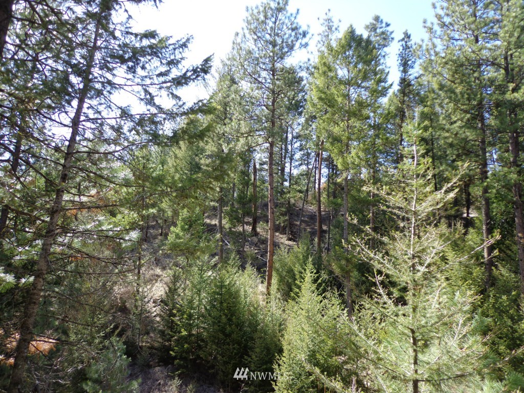 24 Grizzly Loop Road Republic, WA 99166 - Photo 11 of 20 a view of forest