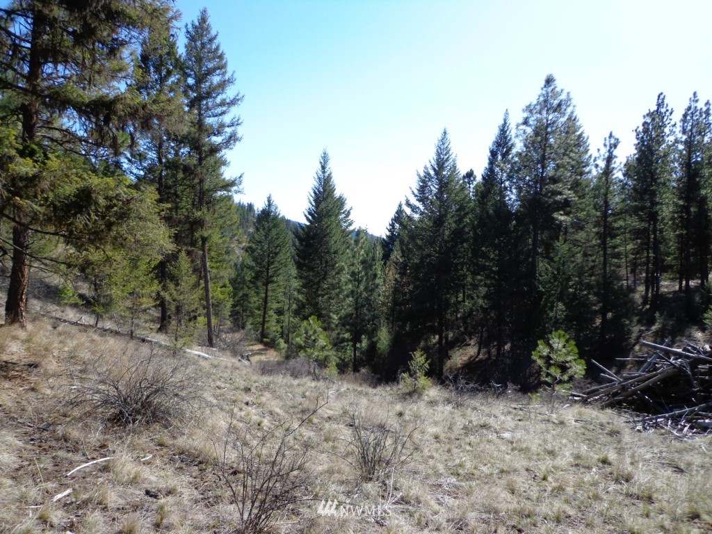 24 Grizzly Loop Road Republic, WA 99166 - Photo 12 of 20 a view of a forest with trees in the background