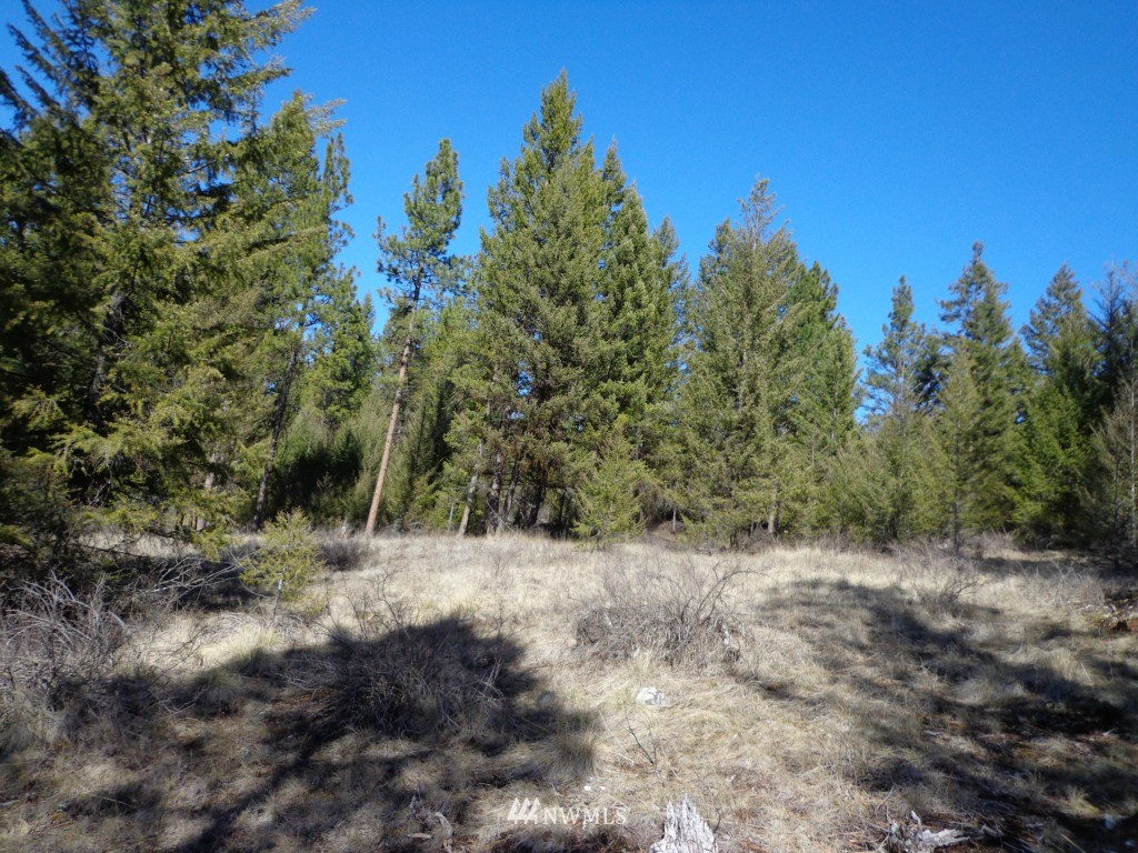 24 Grizzly Loop Road Republic, WA 99166 - Photo 14 of 20 a view of a dry yard with trees in the background