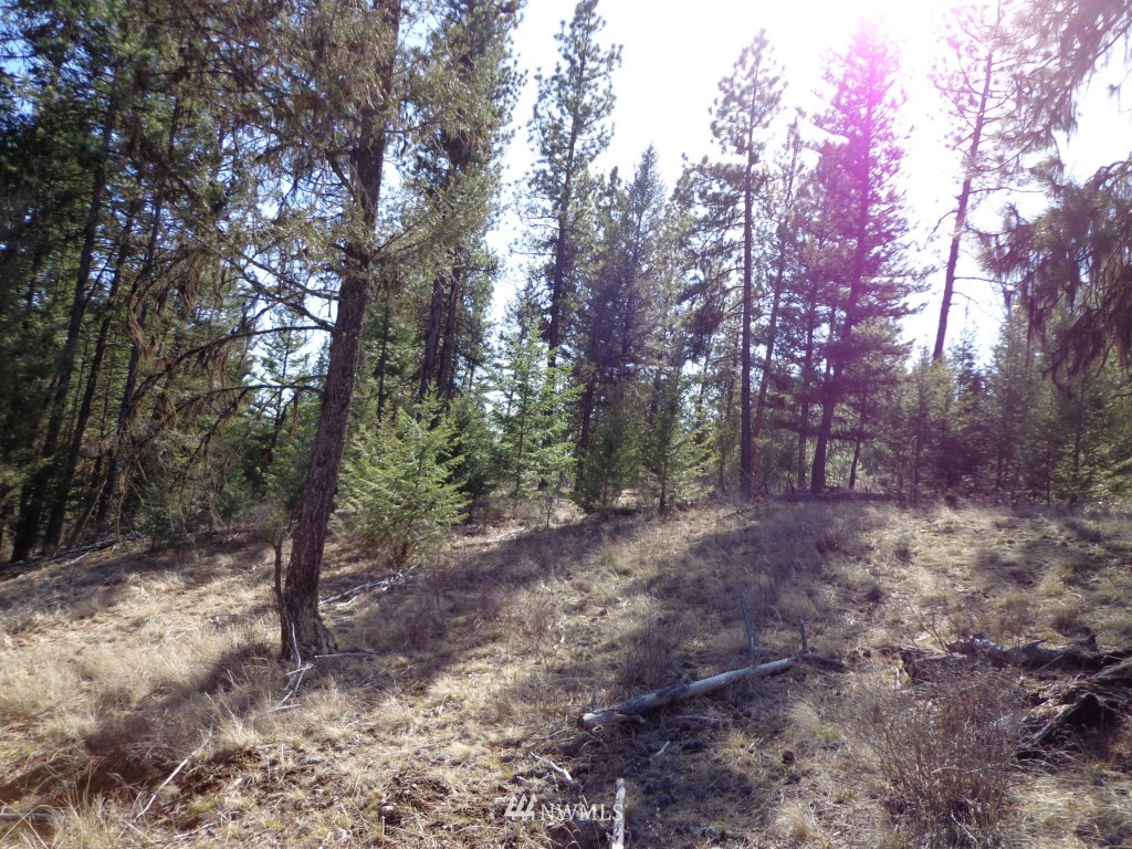 24 Grizzly Loop Road Republic, WA 99166 - Photo 15 of 20 a view of a forest with trees