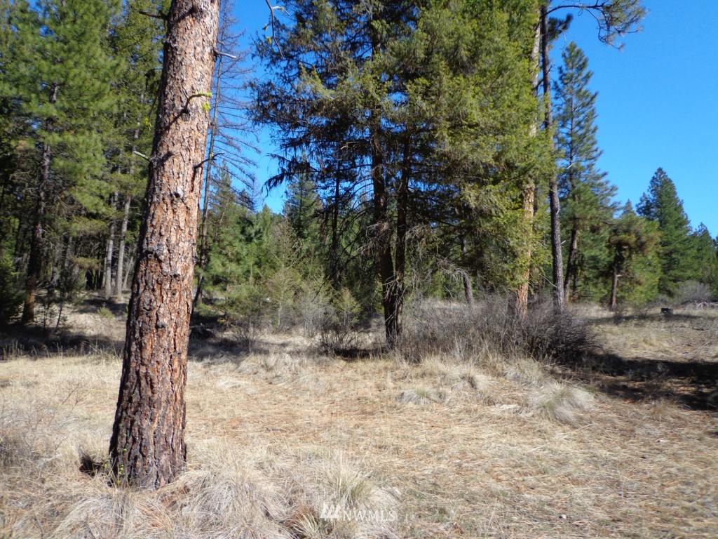 24 Grizzly Loop Road Republic, WA 99166 - Photo 3 of 20 a view of a forest filled with trees