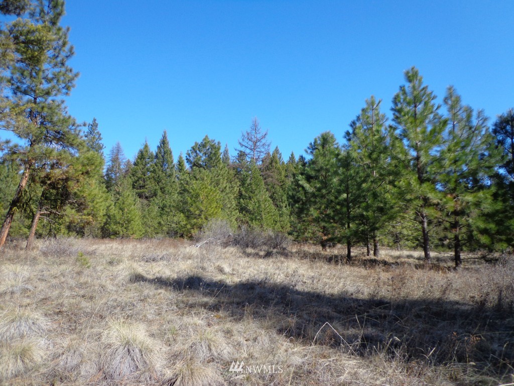 24 Grizzly Loop Road Republic, WA 99166 - Photo 4 of 20 a view of a forest with trees in the background