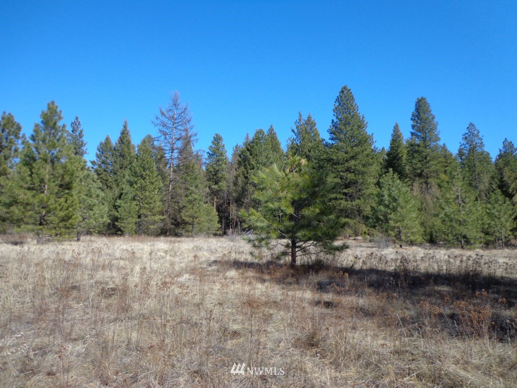24 Grizzly Loop Road Republic, WA 99166 - Photo 5 of 20 a view of a dry yard with trees in the background