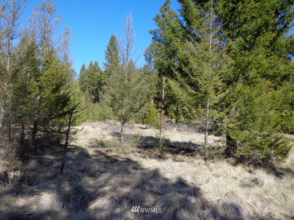 24 Grizzly Loop Road Republic, WA 99166 - Photo 6 of 20 a view of a forest with trees