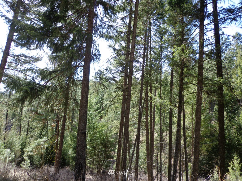 24 Grizzly Loop Road Republic, WA 99166 - Photo 7 of 20 a view of outdoor space and trees