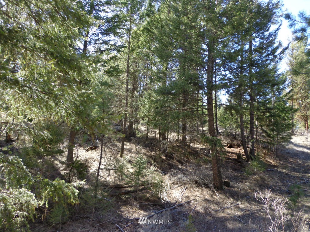 24 Grizzly Loop Road Republic, WA 99166 - Photo 8 of 20 a view of trees and bushes