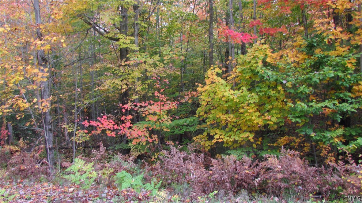 0 Youngs Mill Road Castorland, NY 13620 - Photo 1 of 1 Gallery Image 1