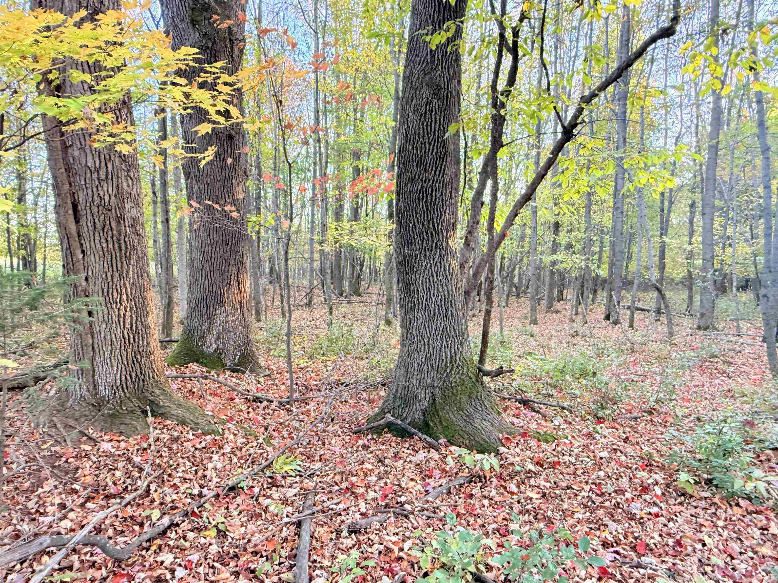 Lot 1 County Road Z Ringle, WI 54471 - Photo 14 of 17