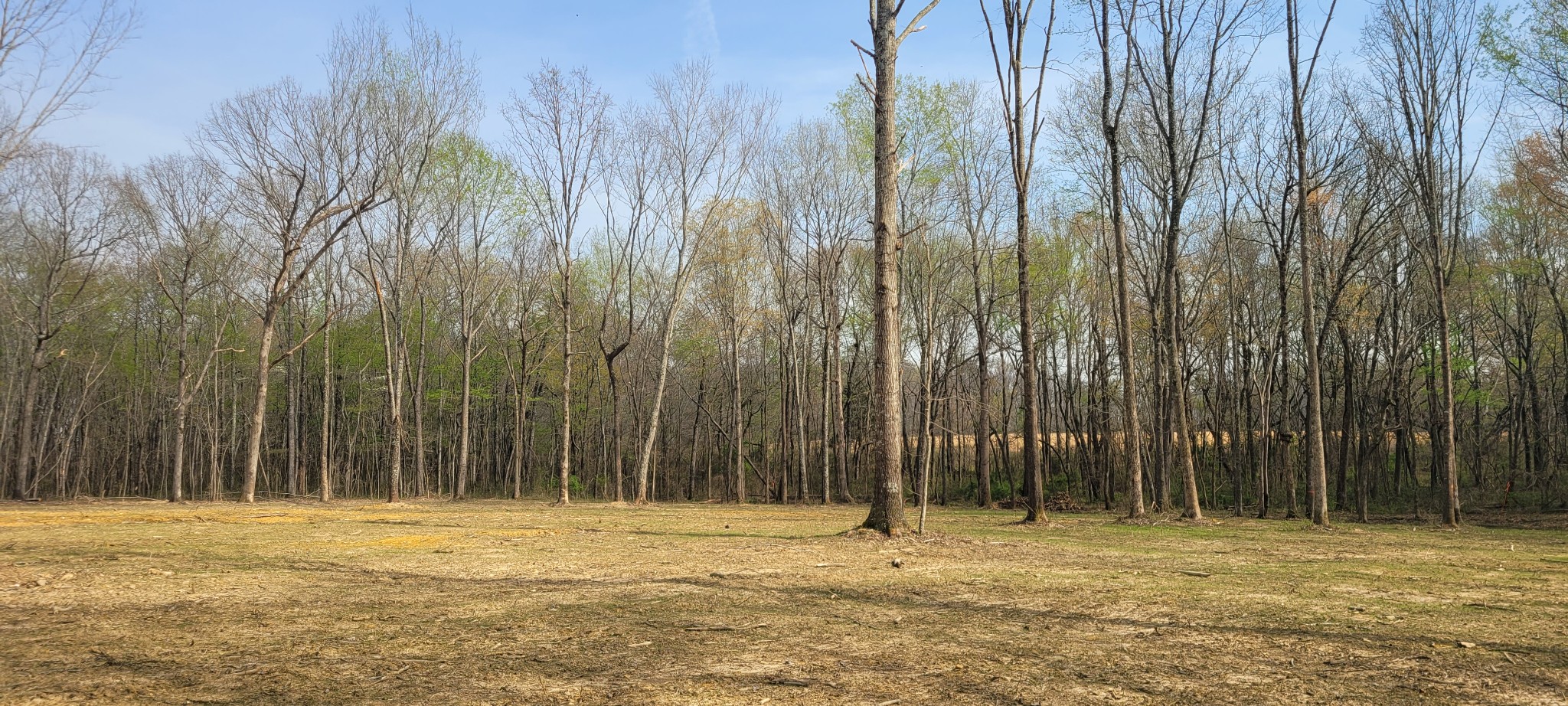 6 Goforth Road Morrison, TN 37357 - Photo 4 of 5 a view of a backyard with tall trees