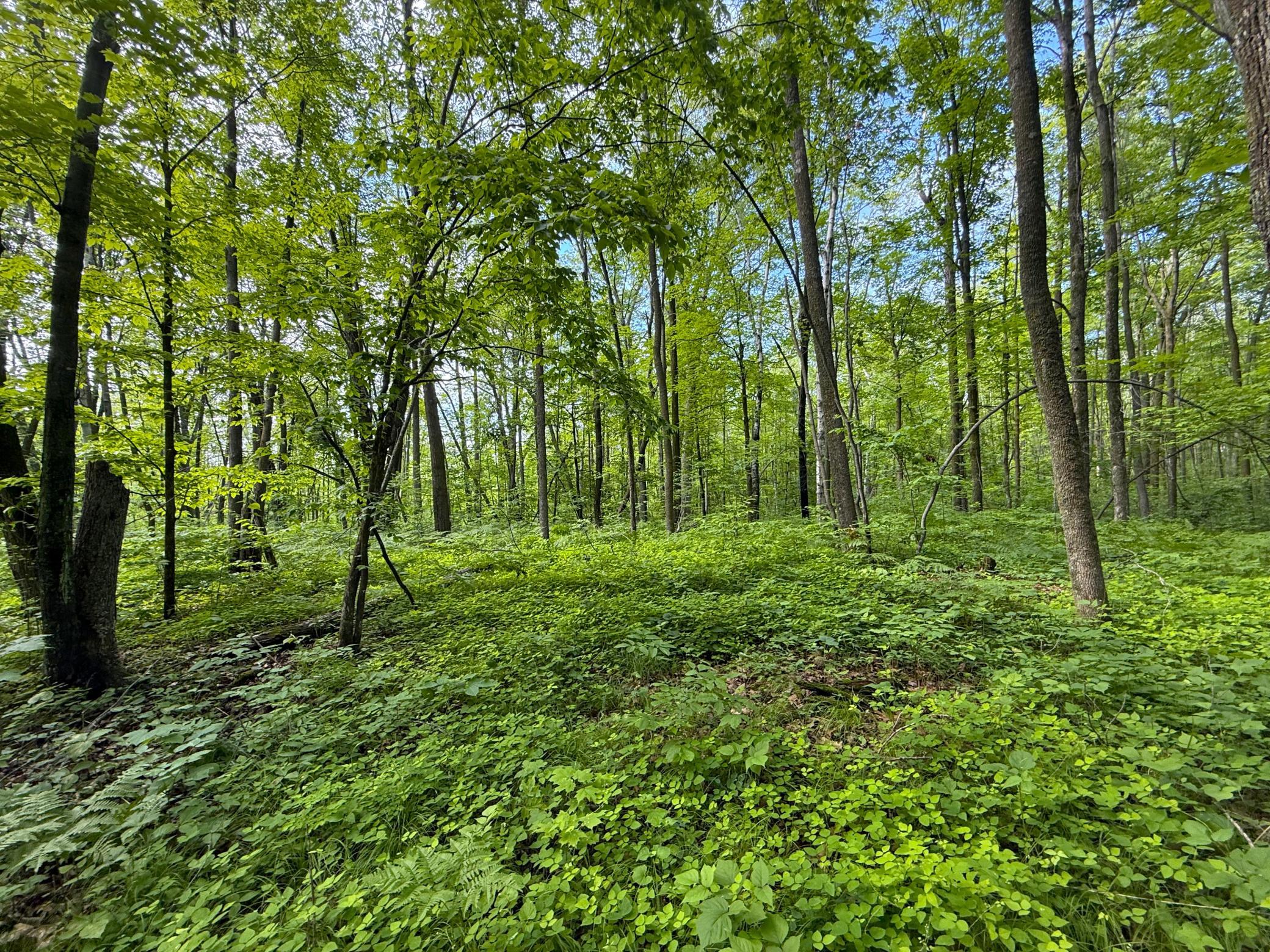 Xxx McGrew Road Isle, MN 56342 - Photo 23 of 92