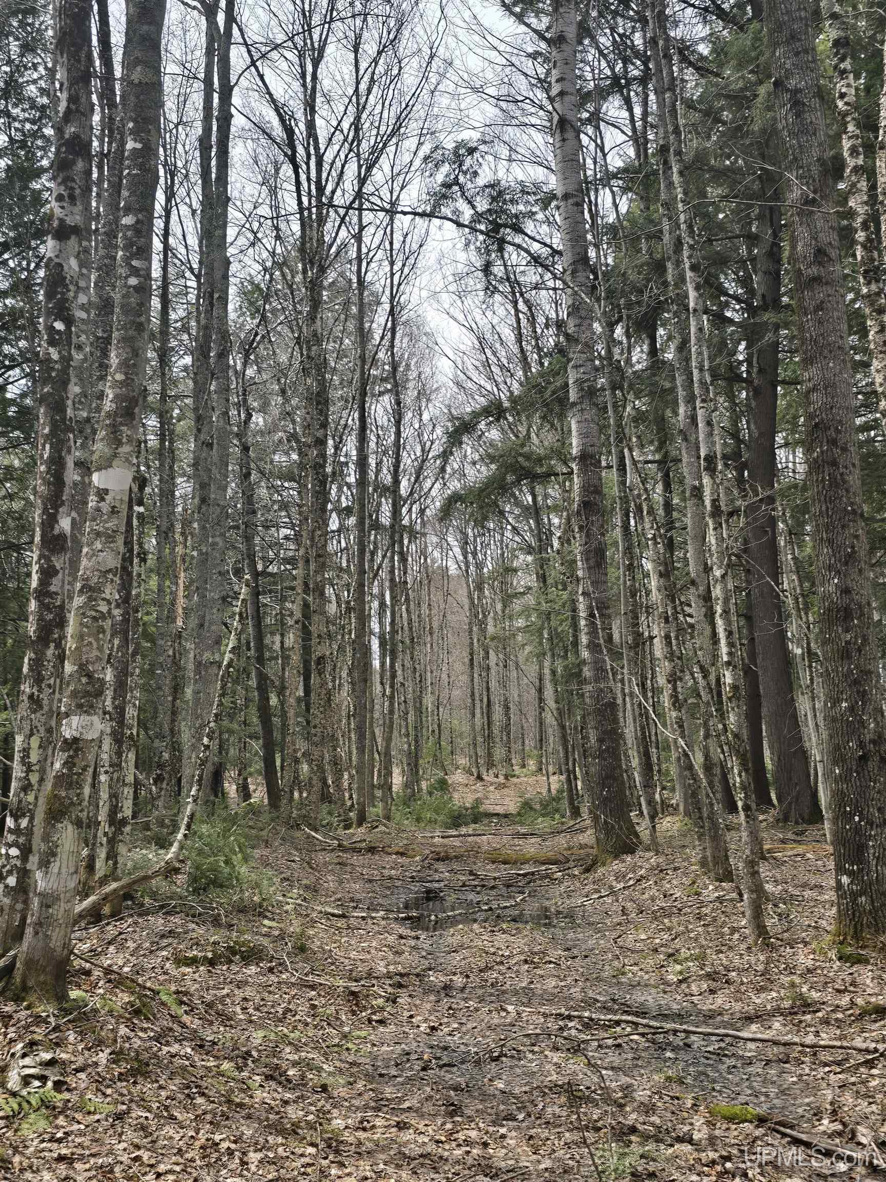 Tbd Orange Road, Unit TBD BLUE ROAD Pelkie, MI 49952 - Photo 36 of 49