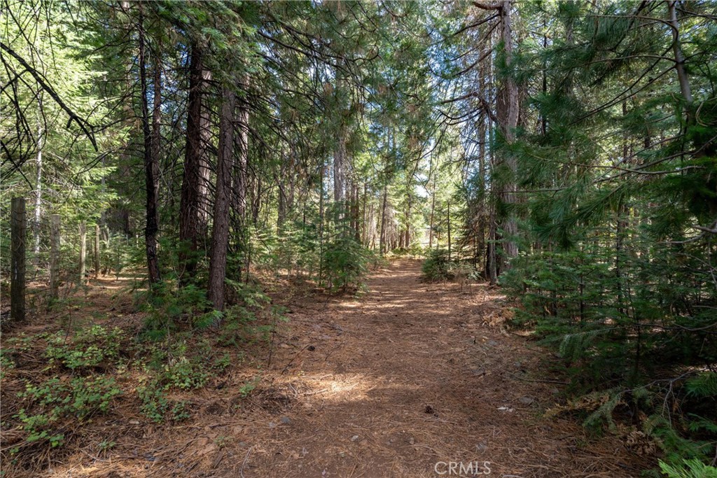 7501 Maddrill Lane Butte Meadows, CA 95942 - Photo 40 of 70 a view of a forest with trees in the background