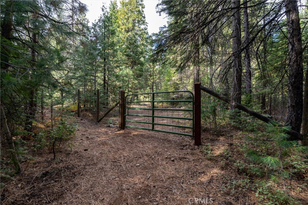 7501 Maddrill Lane Butte Meadows, CA 95942 - Photo 41 of 70 a view of a forest with trees in the background
