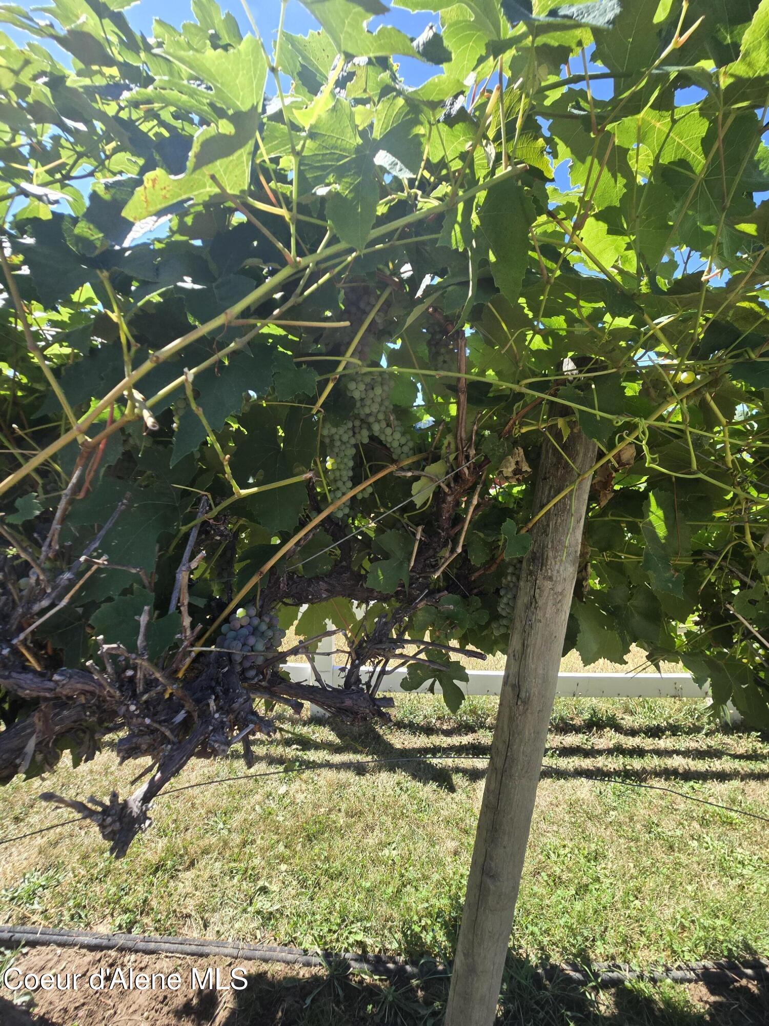 31401 State Highway 3 Medimont, ID 83842 - Photo 71 of 77 Grapes