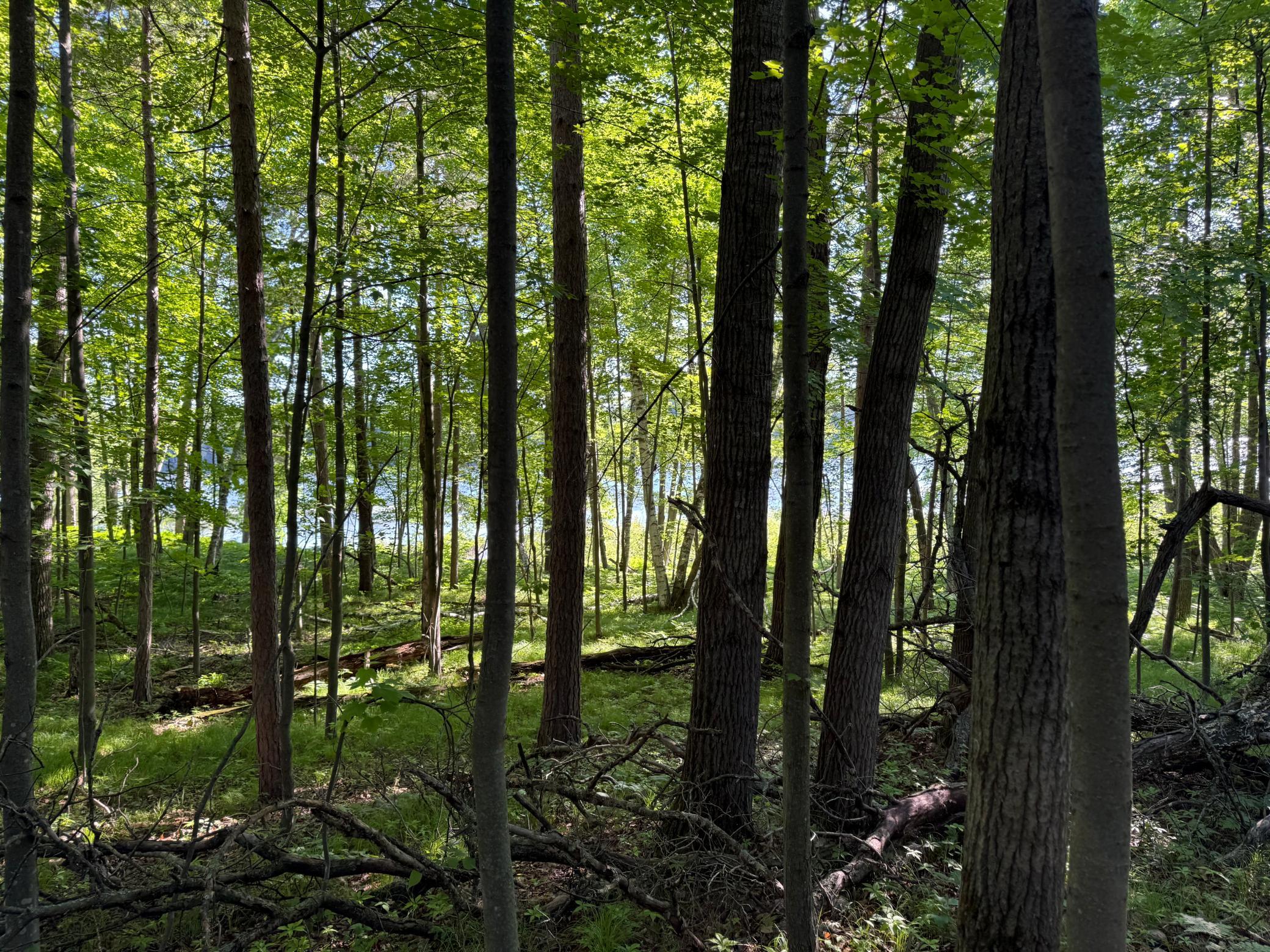 Tbd Sathre Lane Shell Lake, WI 54871 - Photo 18 of 34