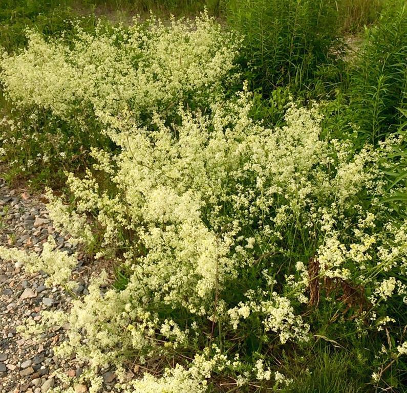 143 Tremont Road Bass Harbor, ME 04653 - Photo 25 of 29 Wild flowers in the meadow.
