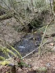 a view of a yard with plants and wooden fence