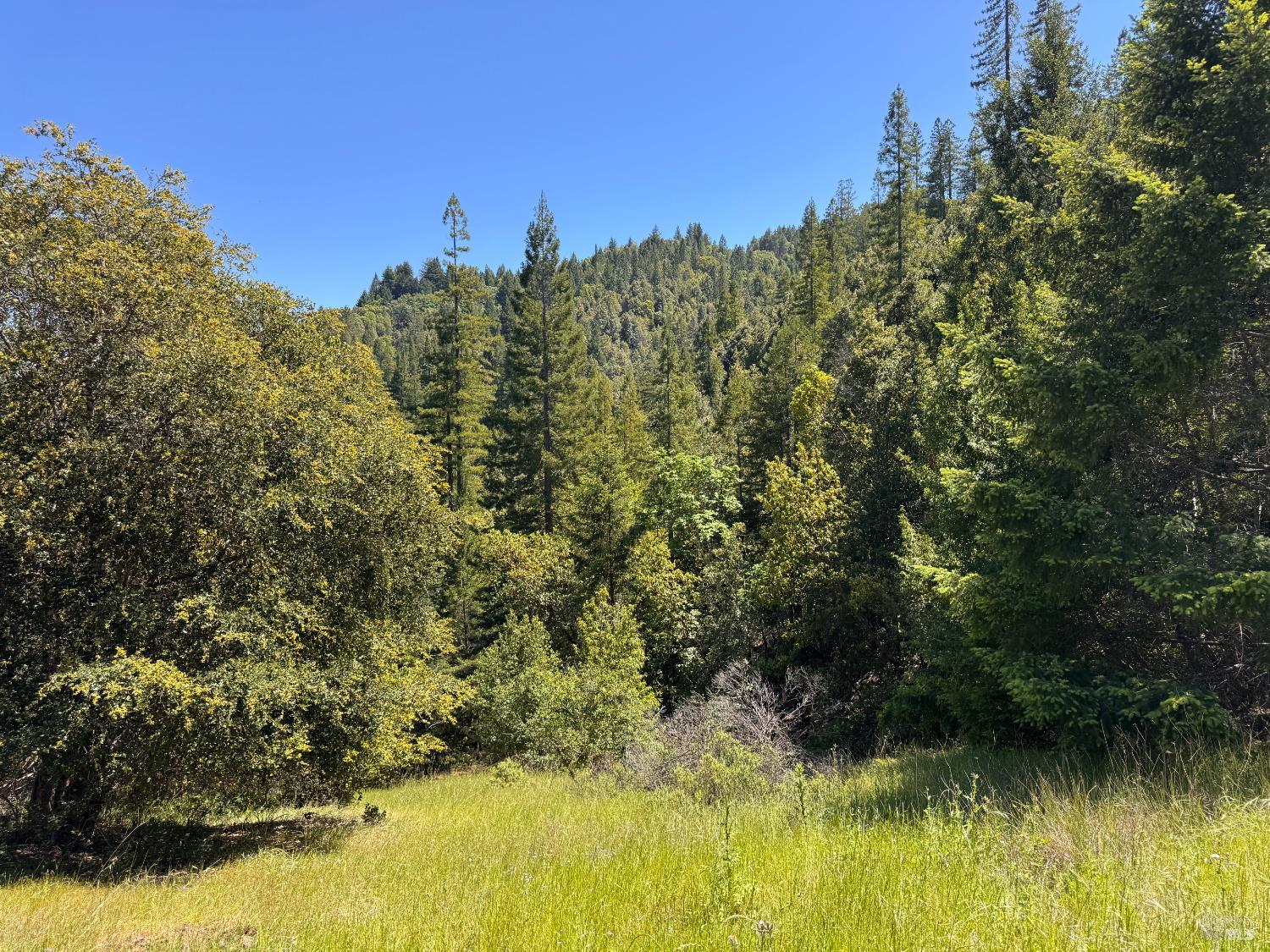 21530 Fort Ross Road Cazadero, CA 95421 - Photo 42 of 56 Dixie Sky Meadow. A great place to homestead.