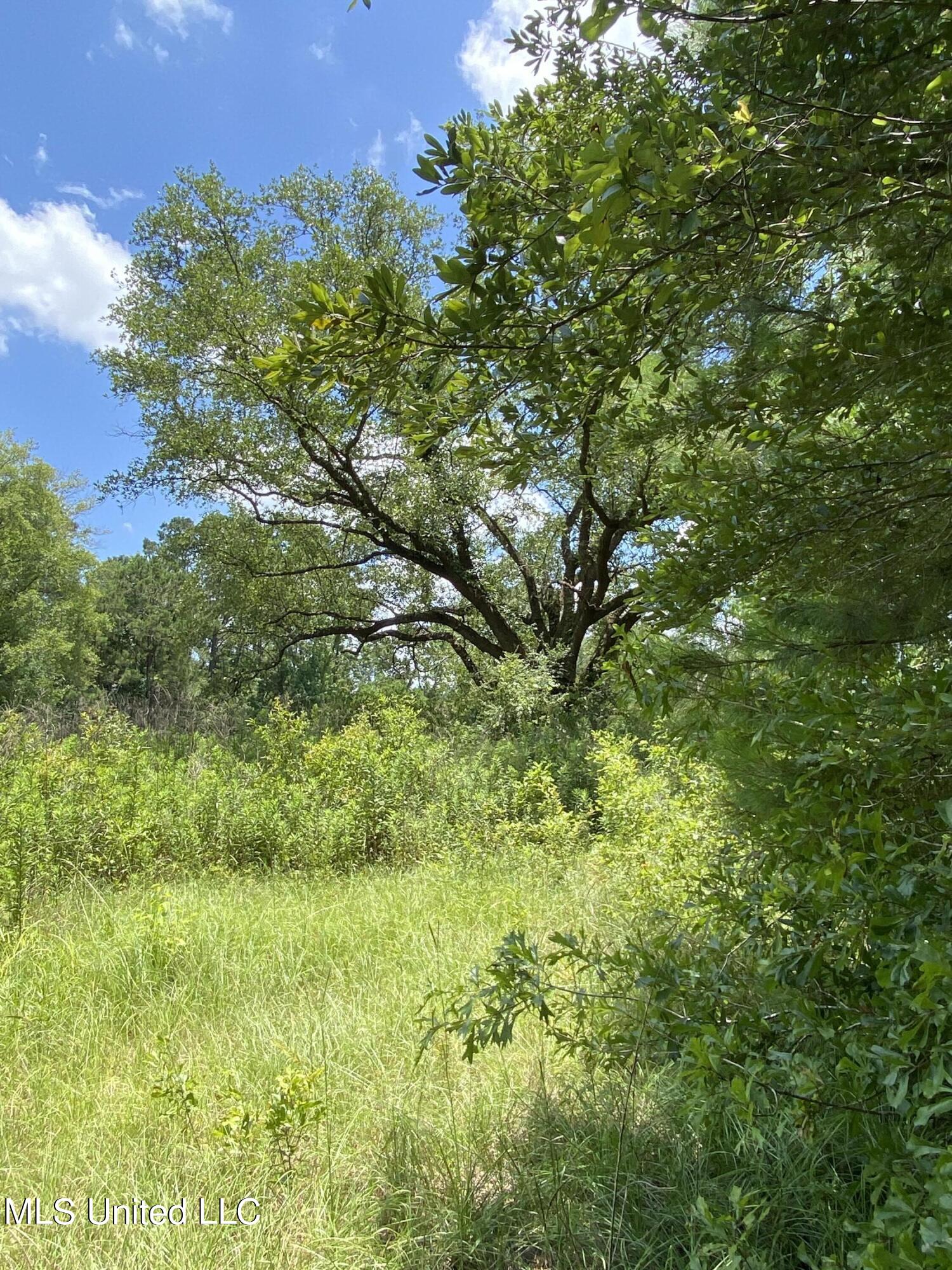 17 Buddy Road Picayune, MS 39466 - Photo 6 of 6 IMG_9165