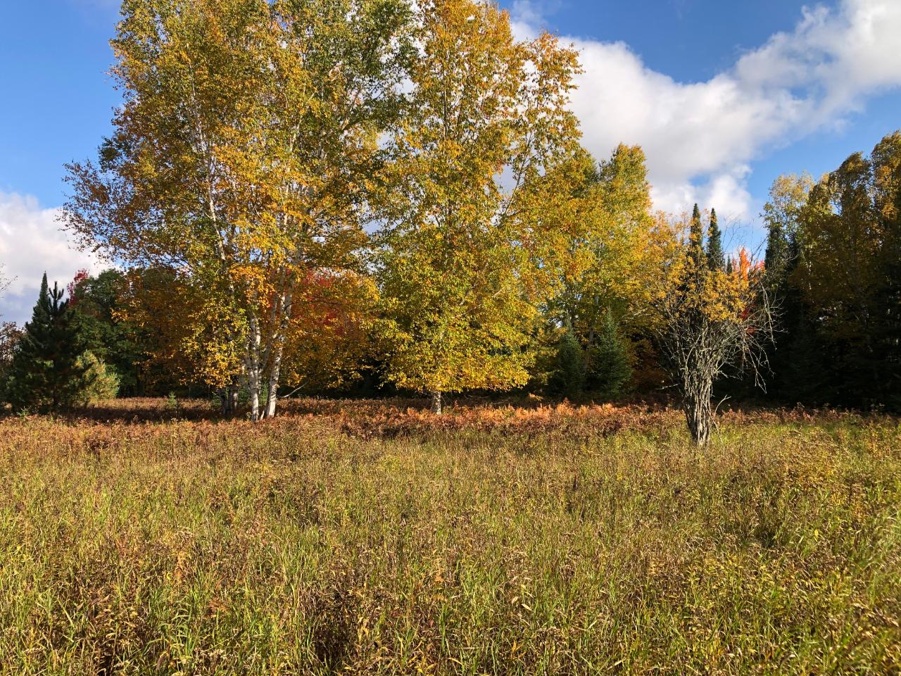 Acreage Yocum Road Crandon, WI 54520 - Photo 8 of 20 Gallery Image 8