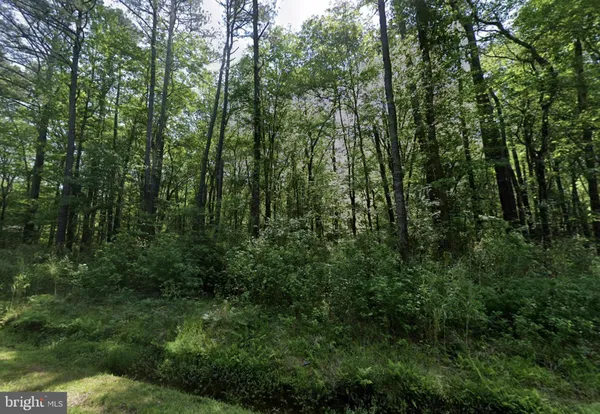a view of a lush green forest