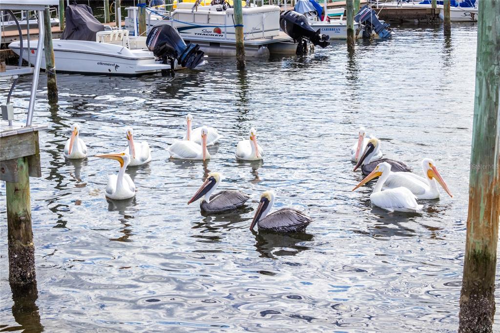 10315 Cortez Road West, Unit 19H Bradenton, FL 34210 - Photo 47 of 47 a view of a backyard of the house with sitting area