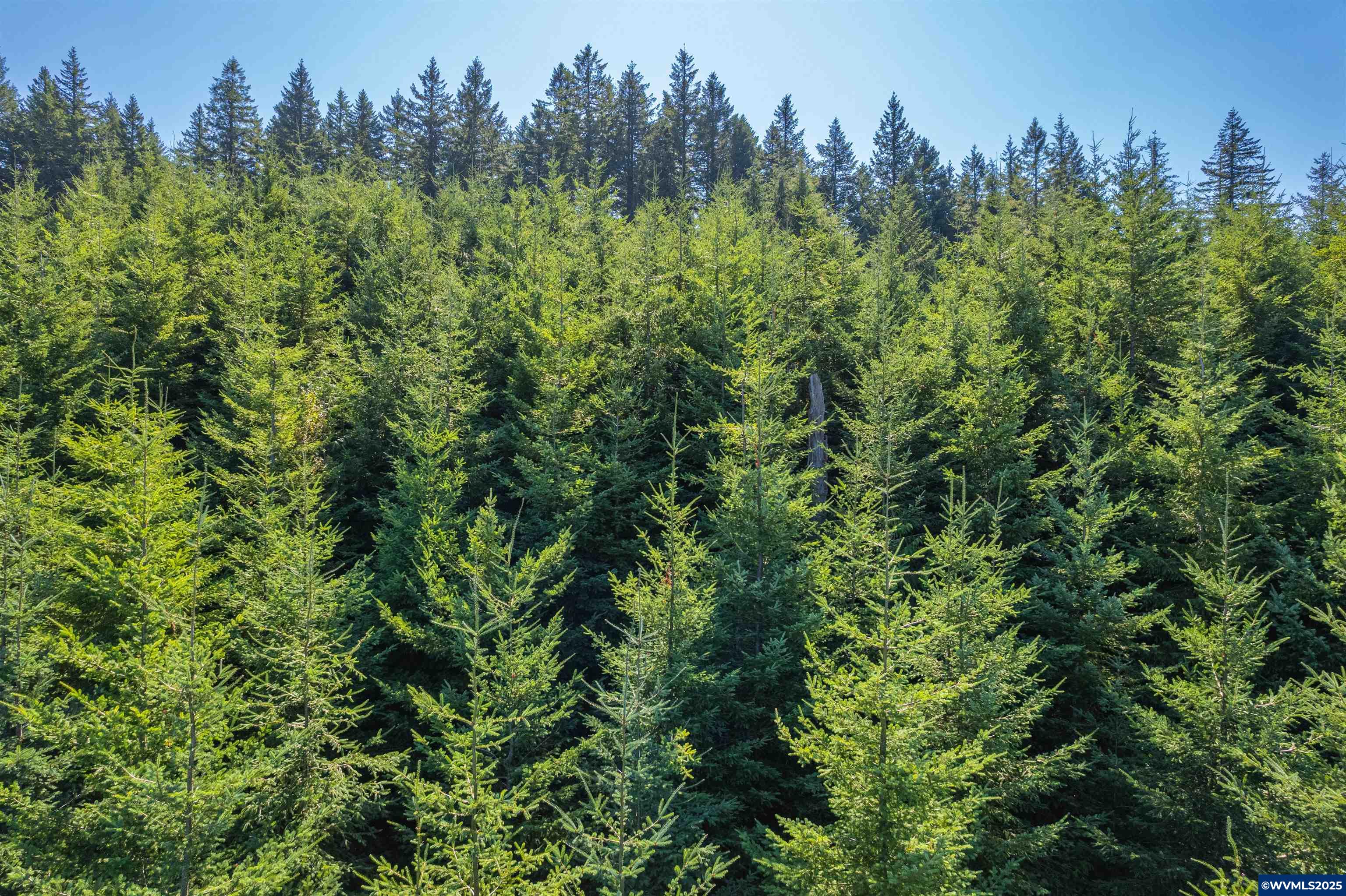 0 Bald Mountain Access Road Willamina, OR 97396 - Photo 15 of 30