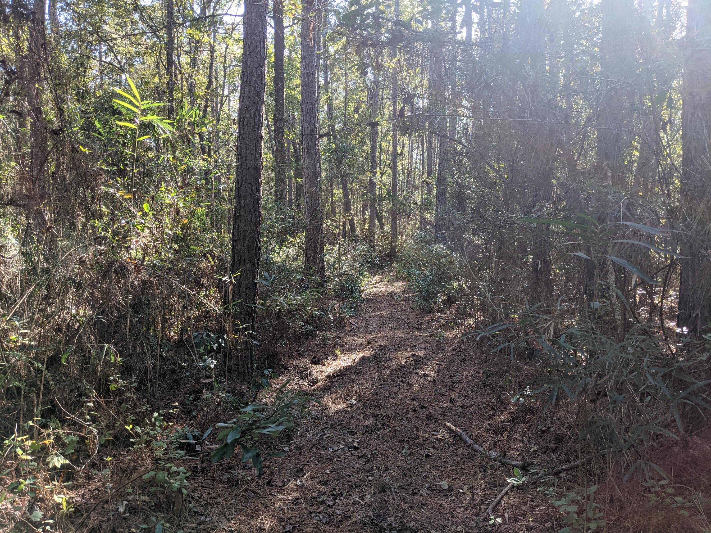 569 Campbell Road Ridgeville, SC 29472 - Photo 41 of 55 Trail thru the Woods