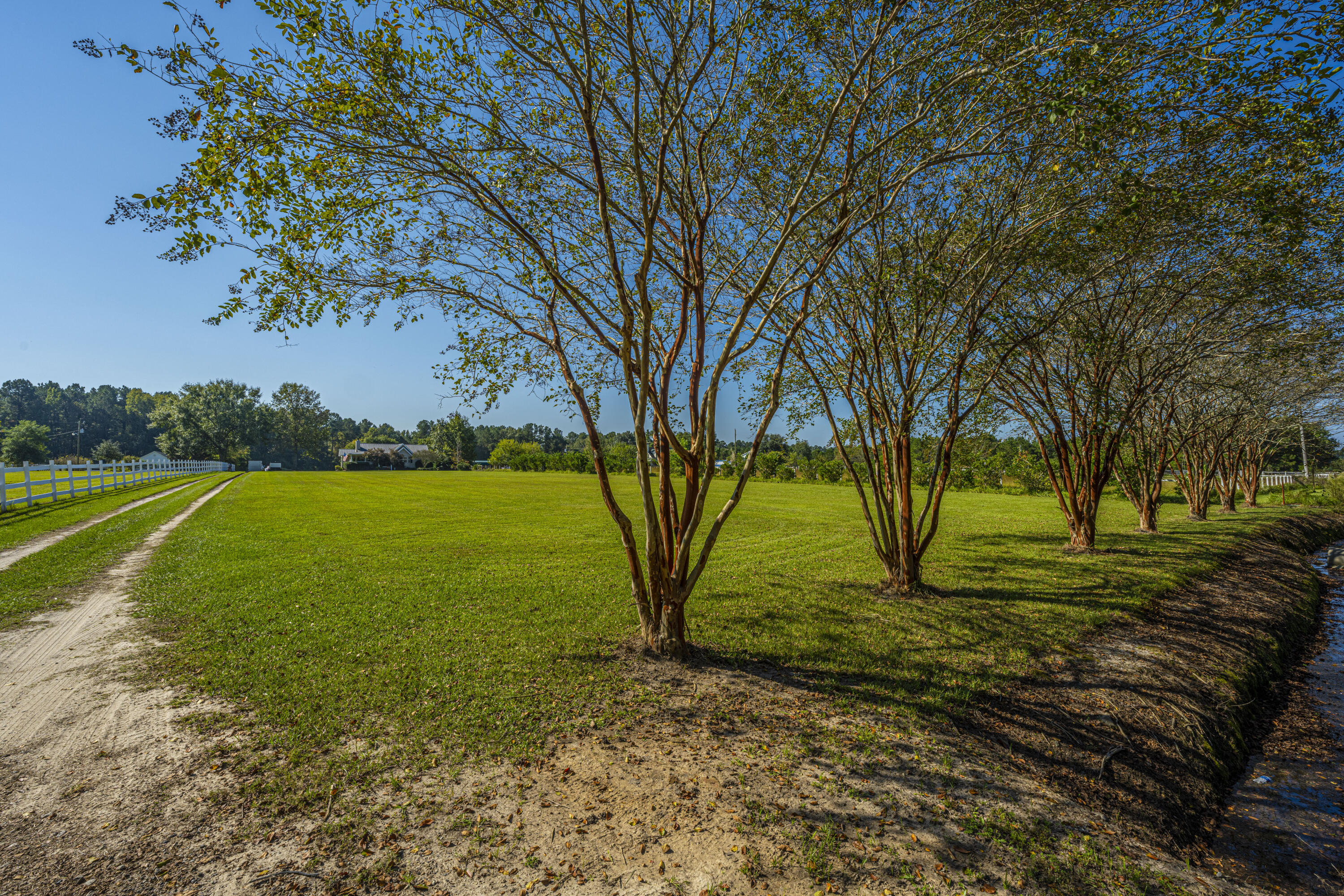 569 Campbell Road Ridgeville, SC 29472 - Photo 43 of 55 Crepe Myrtles at Front of Property