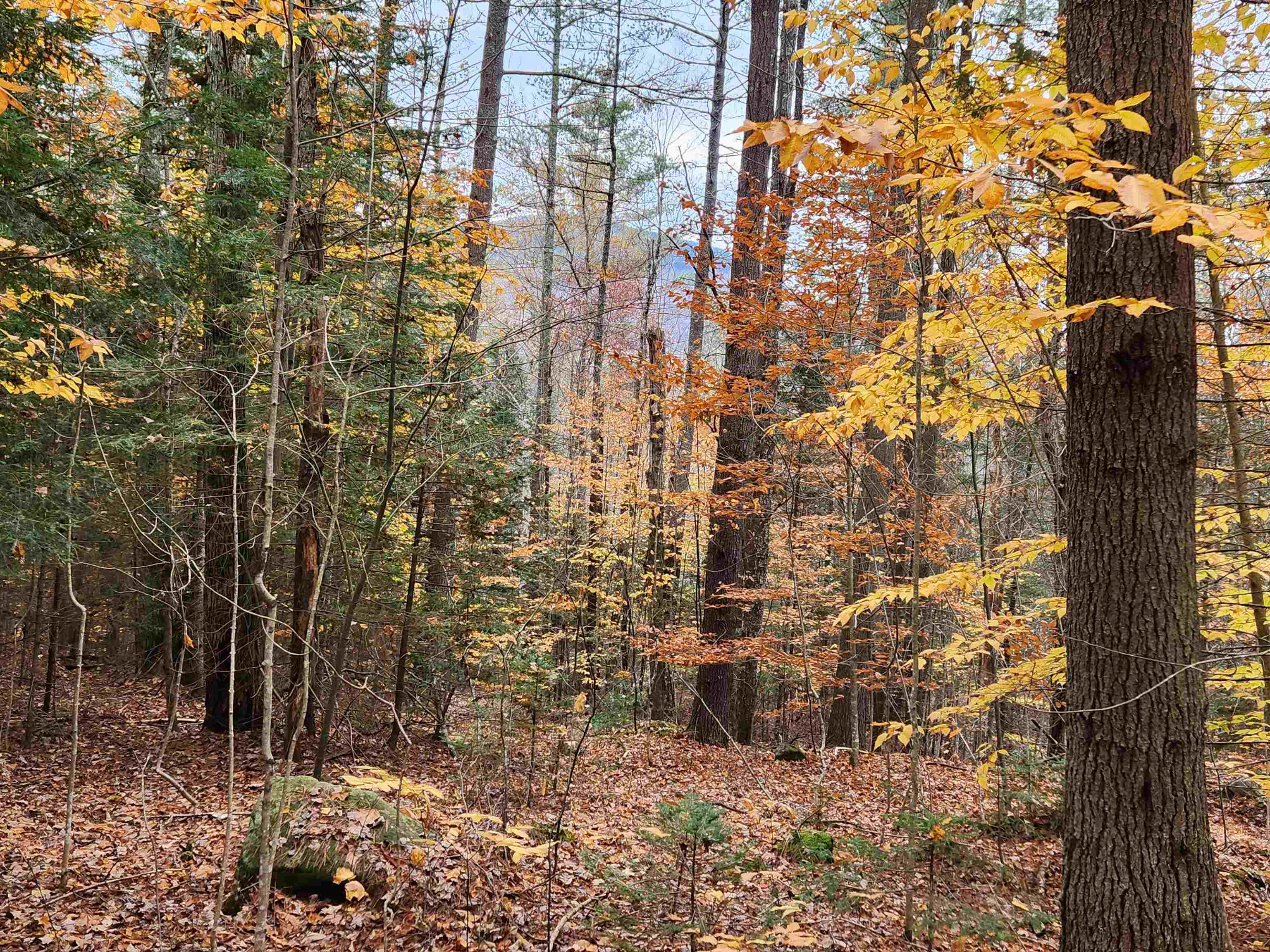 Town Road Orford, NH 03777 - Photo 1 of 22 Gallery Image 1